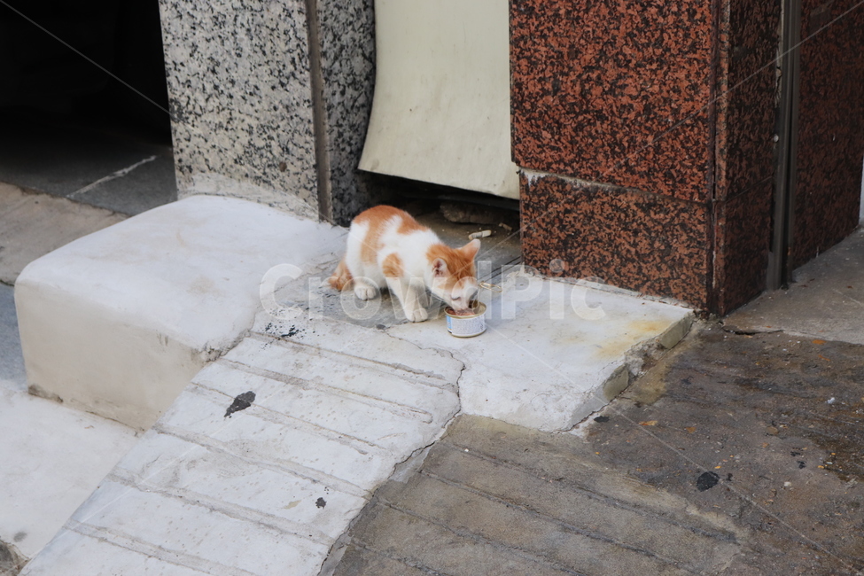 고양이,길고양이,길냥이,먹이,합정,동물,animal,포유류,mammal,고양이,cat,kitten,kitty