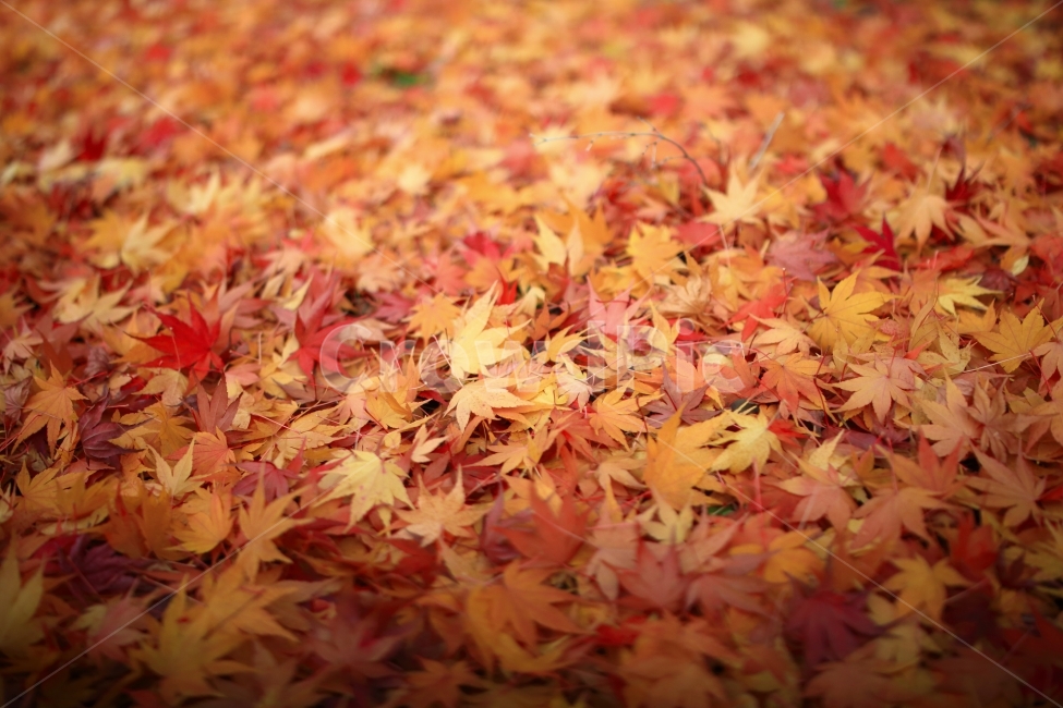 자연풍경,가을,단풍,낙엽,만추,자연,풍경,잎,식물,가을,계절,fall,autumn,season,plant,leaf,tree,나무,maple