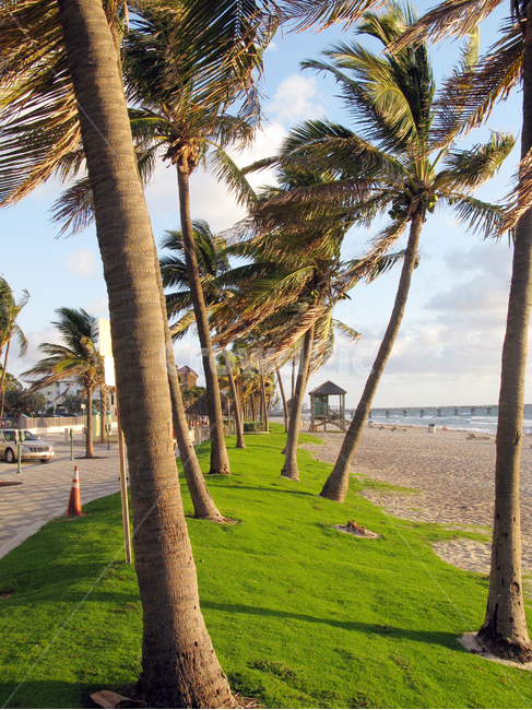 바다,캐리비안,야자수,코코넛,야자나무,해변,잔디,palmtree,beach,tropicalbeach,자연,풍경,nature,landscape,해외,외국,세계,foreign,oversea,world,세계자연풍경,해외자연풍경,외국자연풍경,world nature landscape,summer,여름,tree,나무,plant,식물