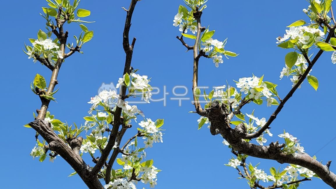 plant,식물,배나무,배꽃,apearflower