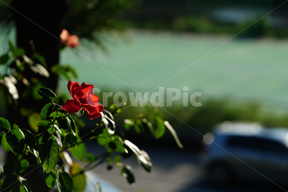 꽃,플라워,색감,식물,생명,생물,flower,컬러,장미,rose,blossom,plant,식물,자연,plants,nature,꽃,flower