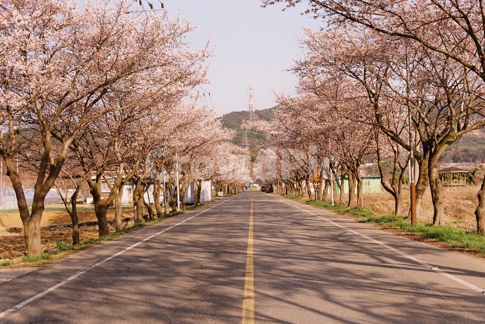 벚꽃,벚꽃길,시골길,봄,도로,꽃길,필름사진,필름카메라