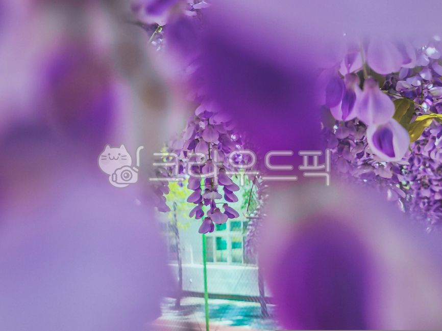 blossom,nature,tree,rattan,leaf,flower,spring,plant,purple,season,wisteria flower,stem
