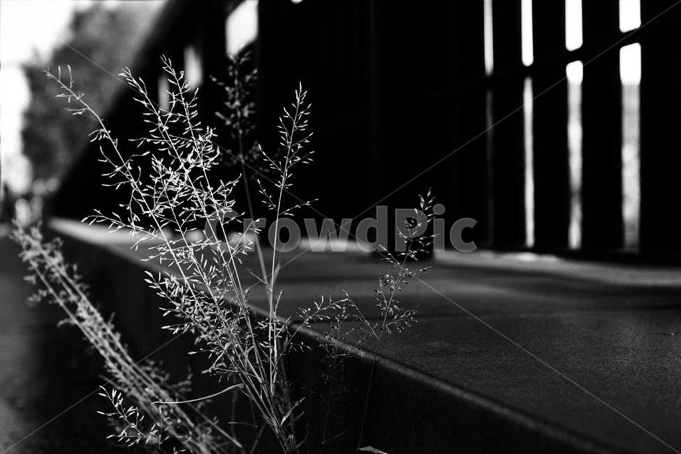흑백,가을,외로움,그림자,autumn,fall,leaf,backlight,역광,풀,다리,교각,monotone,bw,loneliness,solitary,모노톤,흑백사진,감성,식물,자연,plants,nature,흑백,모노톤,monochrome,black and white
