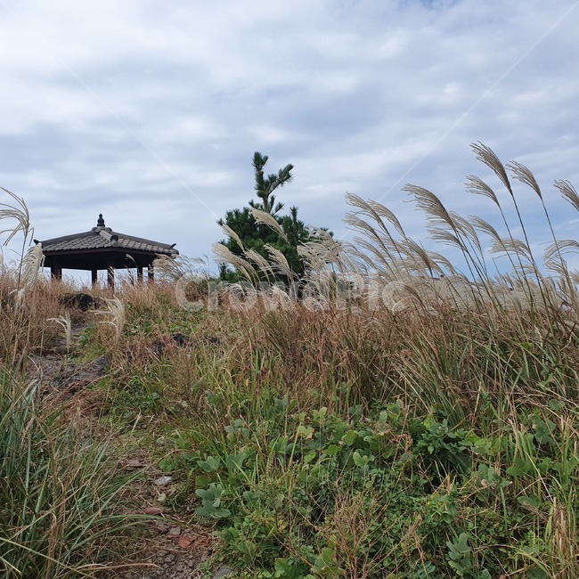 옥외,자연,갈대,풍경,흐린날씨,sky,제주도