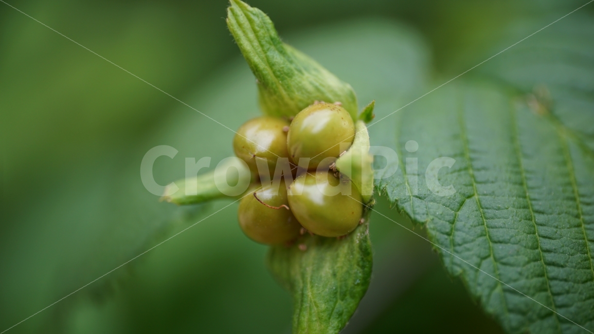 병아리꽃나무,씨앗,나무,식물,자연,이파리,공원,여름,꽃사진,접사,macro,풍경,landscape,plants,식물,자연,plants,nature