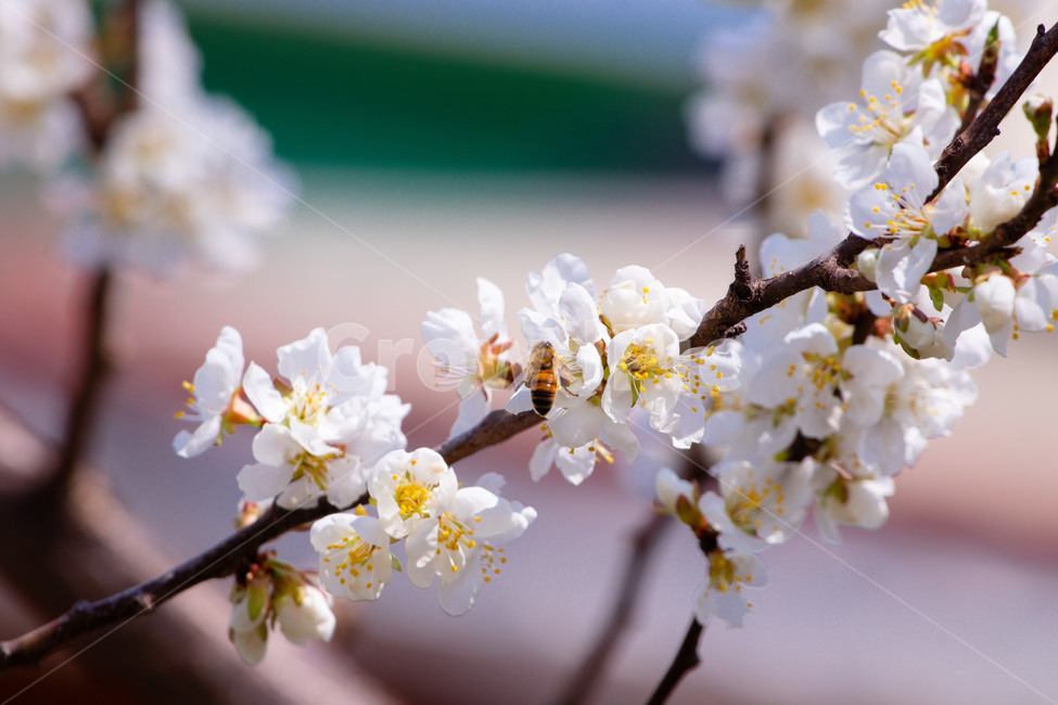 plant,식물,blossom,꽃,flower