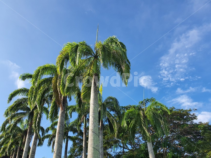 summer,여름,tree,나무,palmtree,야자수,plant,식물,sky,하늘,식물,자연,plants,nature,나무,trees,wood