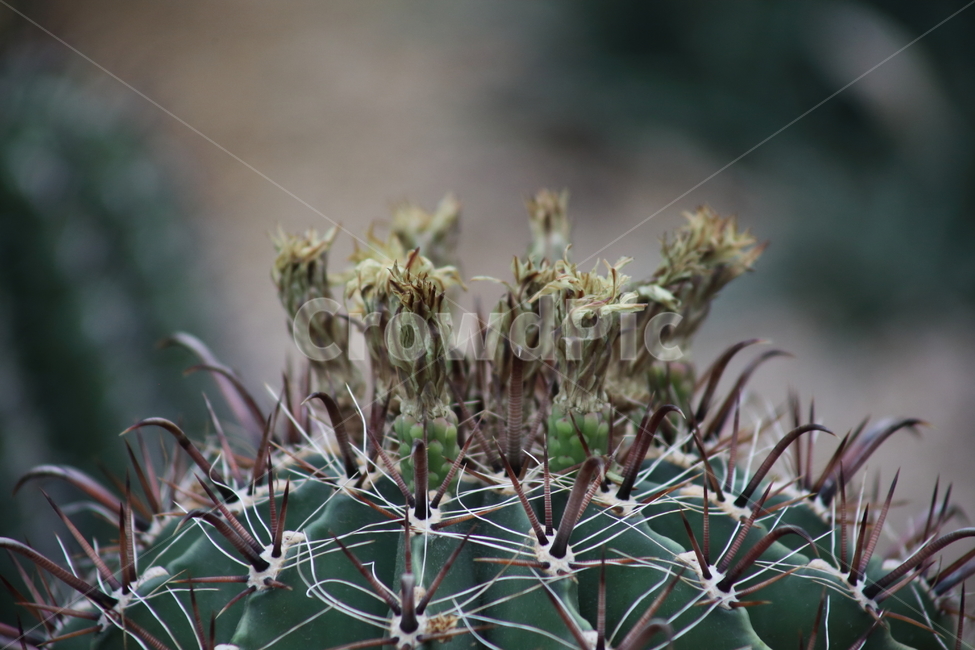 거취옥선인장,선인장,꽃,온실,ferocactus,금관룡,식물,자연,plants,nature