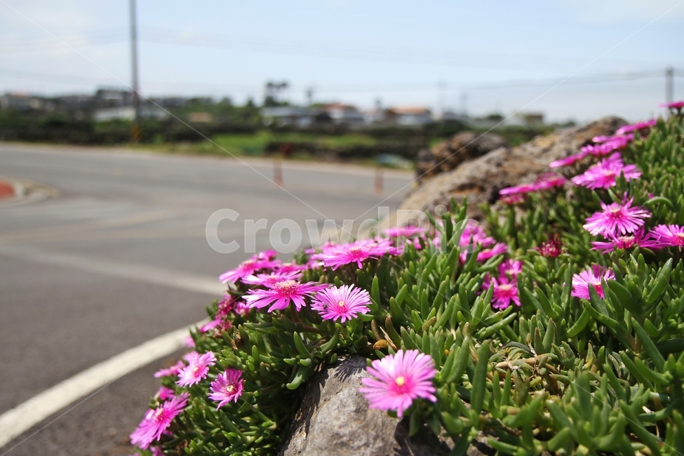 송엽국,꽃,식물,자연,감성사진,식물,자연,plants,nature,꽃,flower