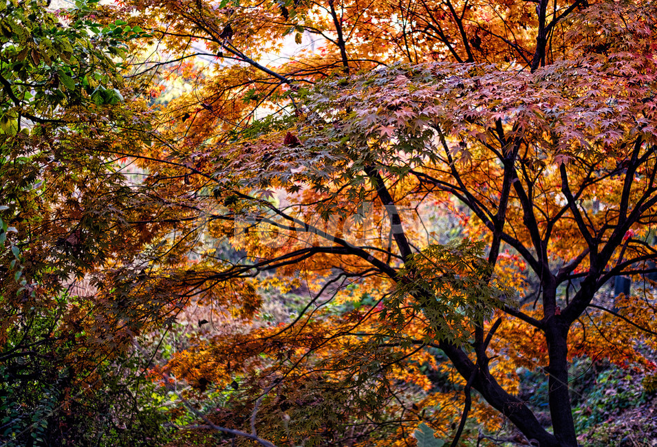 단풍,가을,풍경,숲,나무,가을색,가을,계절,fall,autumn,season,자연,풍경,nature,landscape,plant,식물,leaf,잎,tree,maple