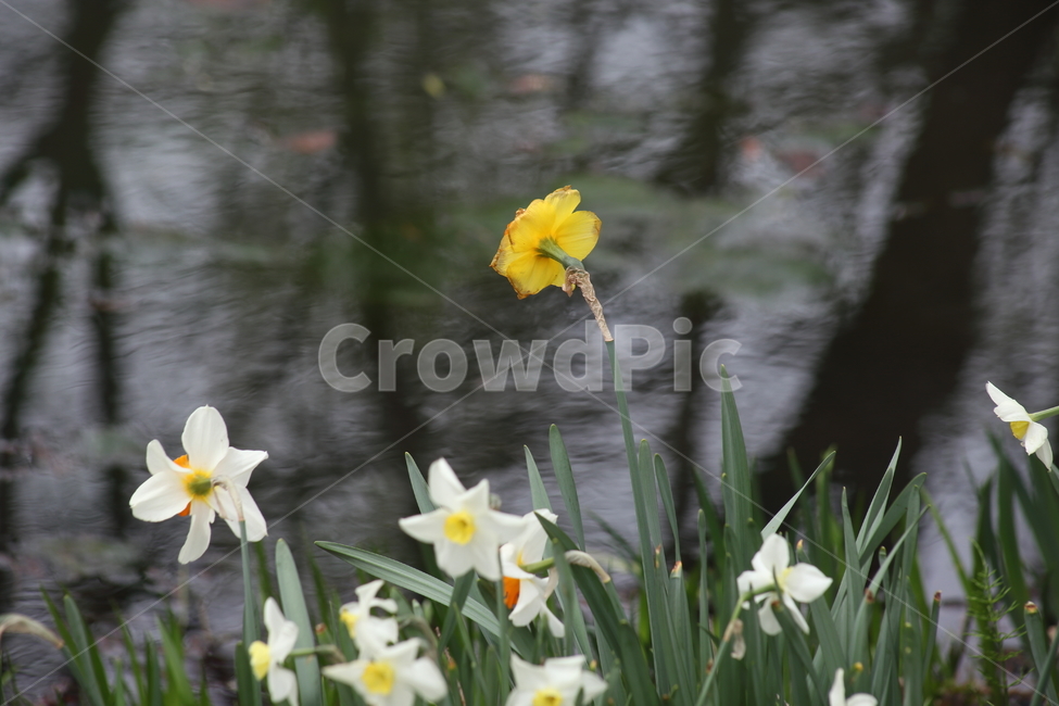수선화,꽃,봄,chinensis,narcissus