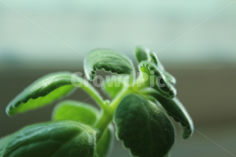 leaf,잎,허브,herbs,초록,식물,green