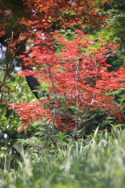 나무,단풍,애기단풍,여름,산,식물,자연,plants,nature,나무,trees,wood