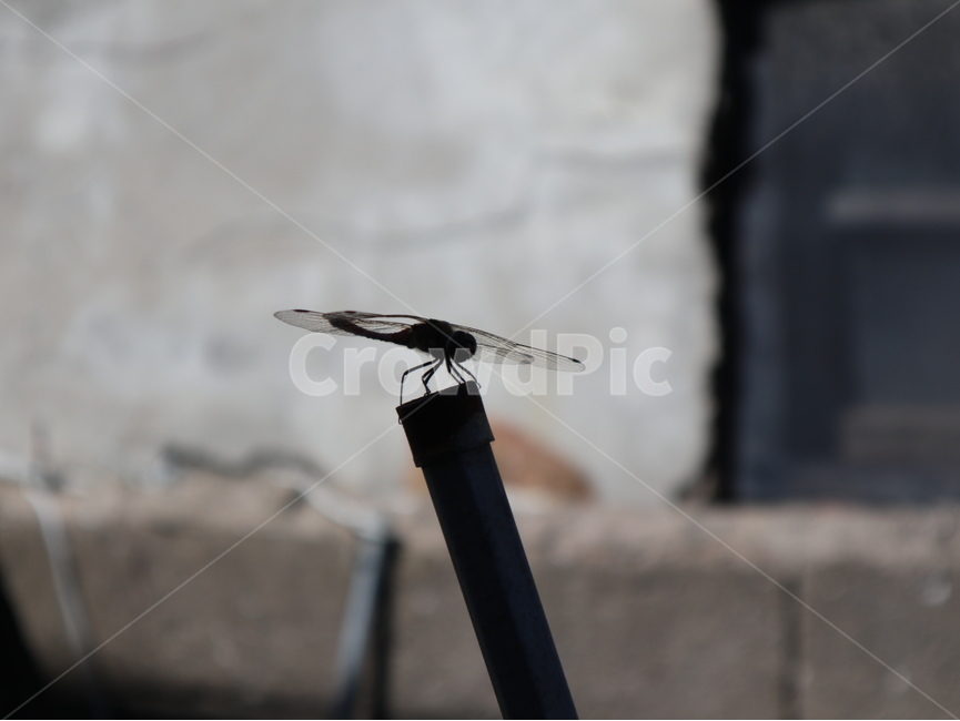잠자리,실루엣,dragonfly,reddragonfly,고추잠자리,animal,동물,곤충,곤충,벌레,insect,bug