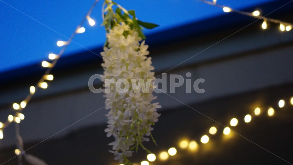 전구,옥상,꽃장식,드림캐쳐,저녁,bulb,miniaturebulb,앵두전구,flower,decoration,flowerdecoration,dreamcatcher,dream,rooftop,evening,루프탑,조명,light,야경,밤,풍경,nightscape,night,landscape,plant,식물,꽃,blossom