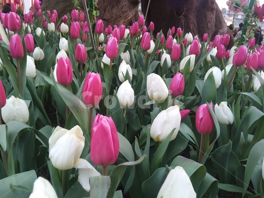 튤립,에버랜드튤립,꽃,flower,꽃말,꽃,flower