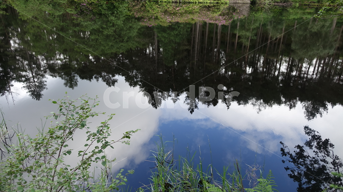 자연,nature,green,초록,호수,lake,water,물,숲,반영,반사,forest,수풀,grass,스코틀랜드