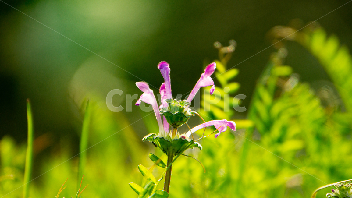 야생화,들꽃,풀,초록색,식물,plant