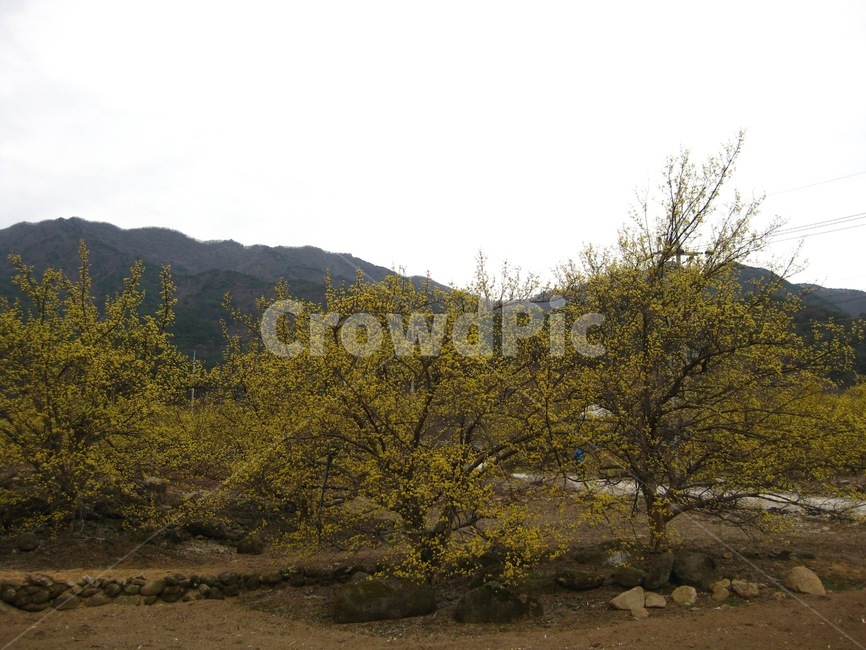 산수화,봄꽃,봄,spring,나무,노랑,yellow,구례