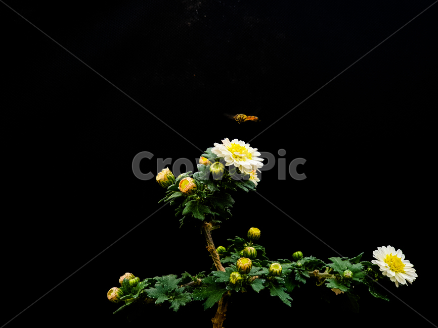 plant,식물,flower,blossom,꽃,벌,자연,연체동물,곤충,꿀벌,벌꿀,식물,자연,plants,nature,꽃,flower,동물,animal,곤충,벌레,insect,bug