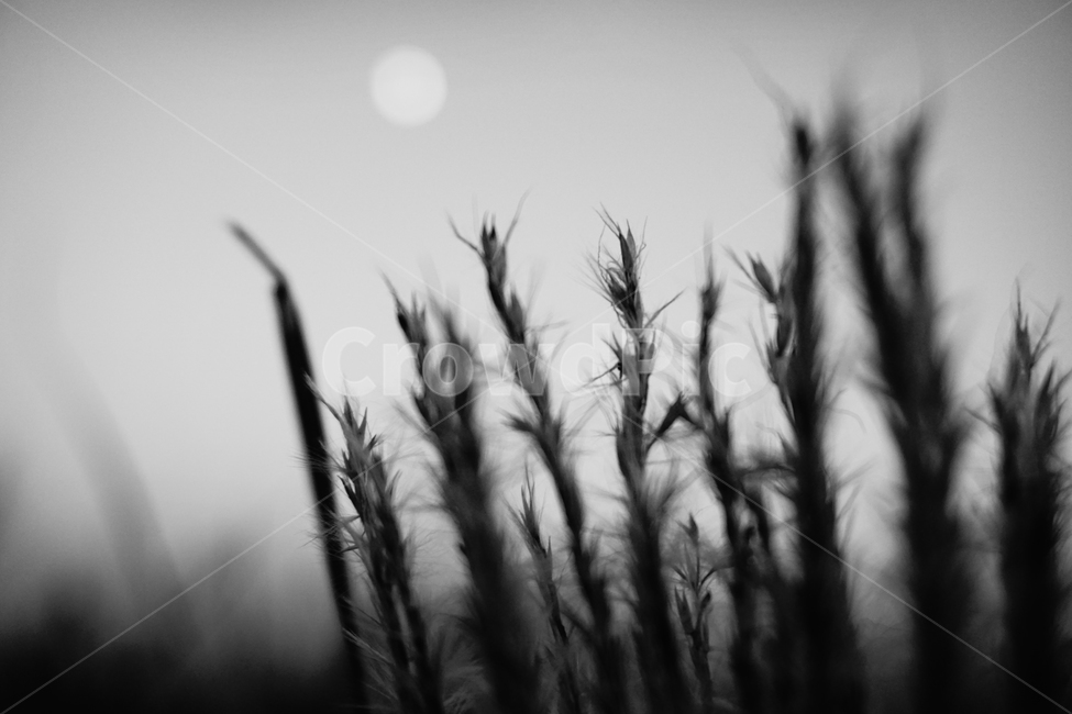 억새,달,흑백,자연,풍경,고독,억새밭,억새풀,메마름,감성,하늘공원,landscape,flamegrass,fall,moon,nature,korea,식물,자연,plants,nature,흑백,모노톤,monochrome,black and white