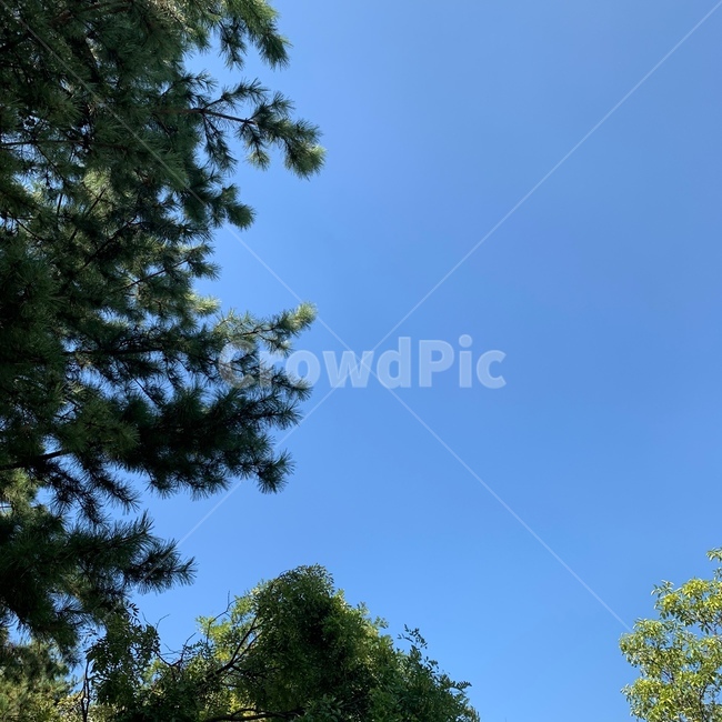 맑은하늘,청량한하늘,청량,풍경,산책,공원,나무,tree,식물,plant