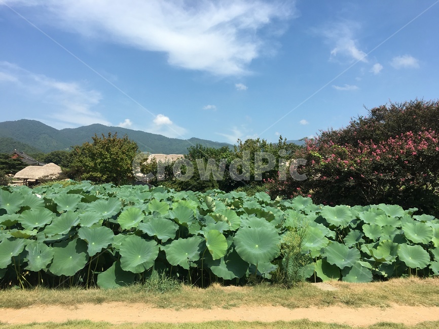 연꽃,연잎,plant,식물,자연,풍경