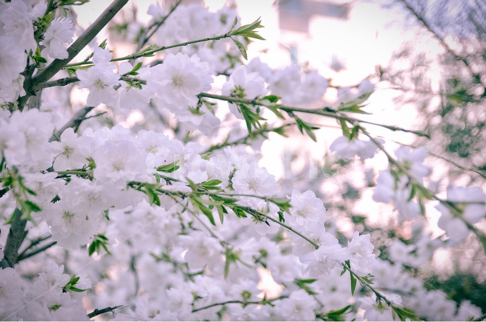 꽃,벚꽃,봄,식물,나무,꽃구경,나들이,산책,flower,cherryblossom,spring,tree,plant,봄,계절,spring,season,식물,자연,plants,nature,꽃,flower,감성,sensible,feeling,blossom,cherry blossom