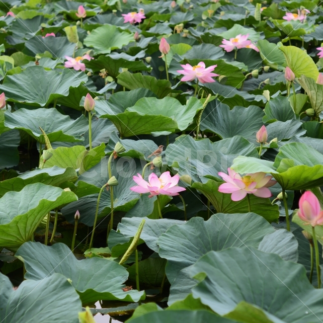 연꽃,참새,자연,식물,풍경,식물,자연,plants,nature,꽃,flower