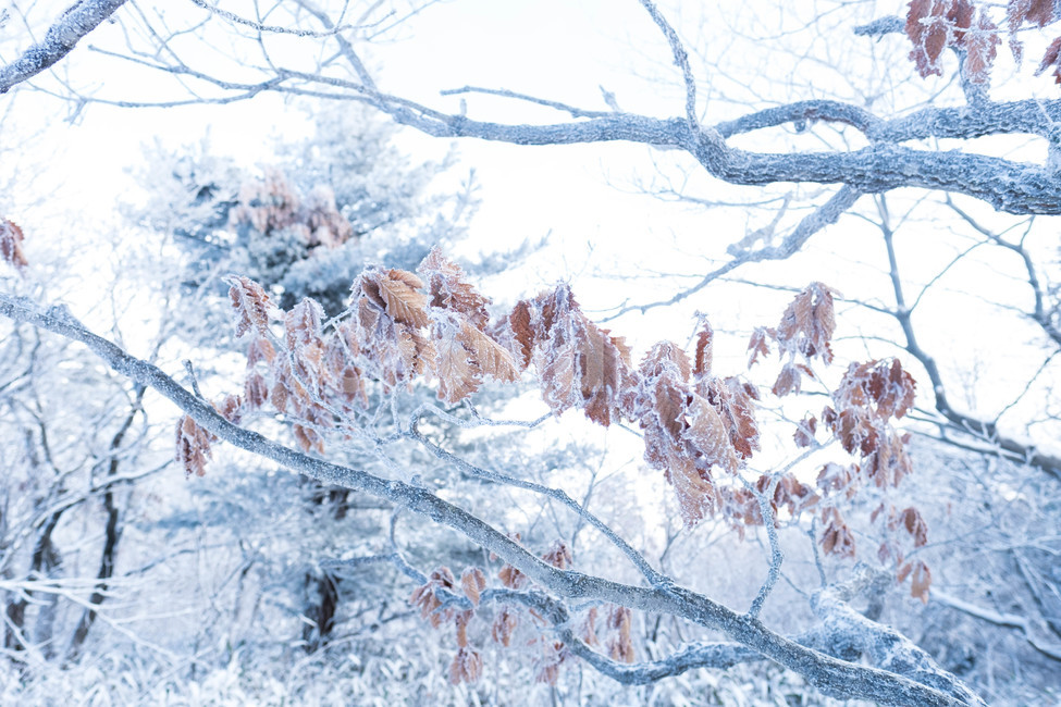 설경,산,겨울산,겨울,눈꽃,눈,등산,능선,추위,도전,하늘,구름,정상,흐림,덕유산,계절,winter,season,자연풍경,nature,landscape,한국자연풍경,한국자연경관,koreanaturelandscape,바람,흩날리다,무주,향적봉,상고대,눈보라,폭설,설산,설국,겨울,계절,winter,season,식물,자연,plants,nature