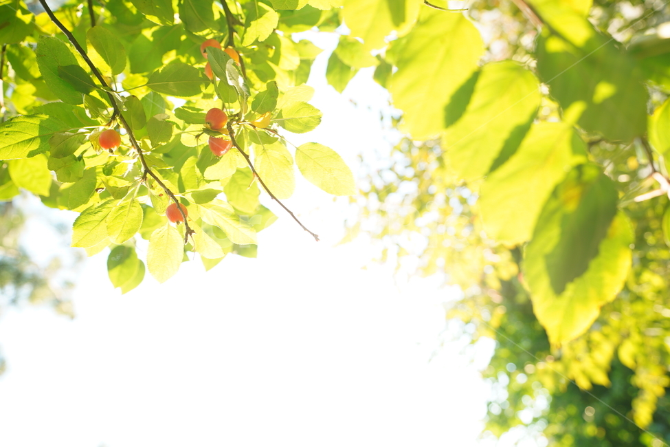 감성,햇볕,햇살,빛,녹색,나무,자연,잎,그린,green,생명,생물,가지,식물,자연,plants,nature