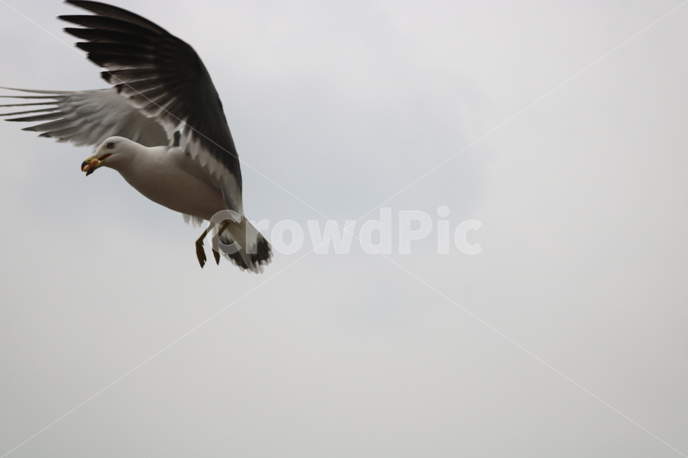갈매기,새,조류,동물,하늘,동물,animal,조류,새,birds