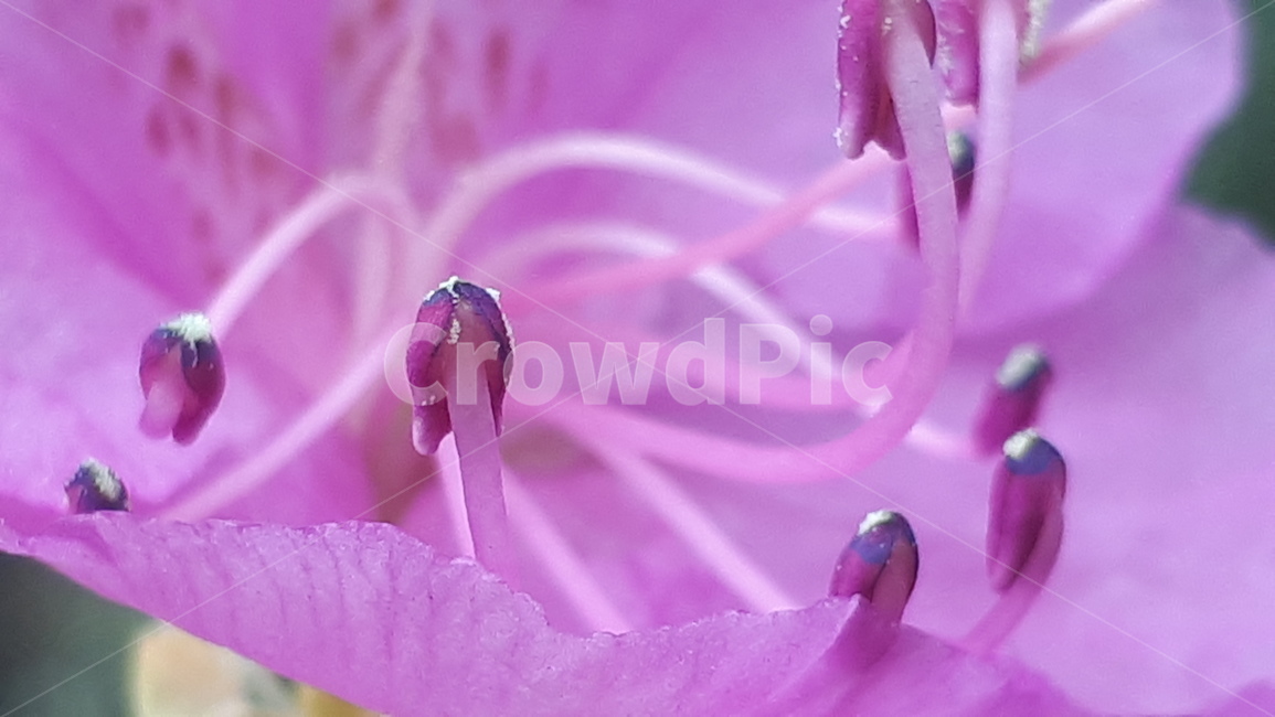 plant,식물,blossom,꽃,flower,진달래,azalea,두견화,식물,자연,plants,nature,꽃,flower