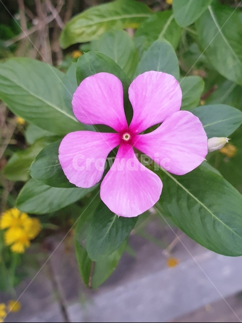 베트남야생화,야생화,봄꽃,베트남꽃,특이한꽃,식물,자연,plants,nature,꽃,flower