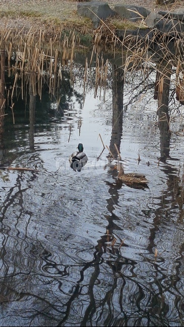 새,물,bird,자연,waterfowl,outdoors,land