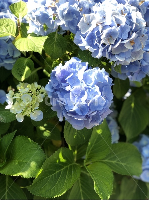 수국,꽃,flower,leef,잎,잎파리,파란수국,색깔있는꽃