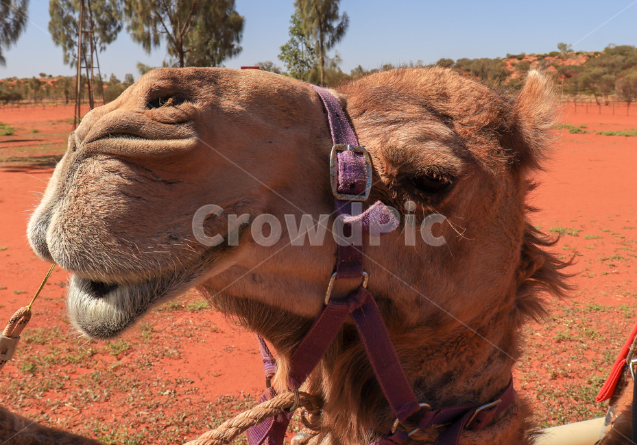 낙타,camel,사막,울룰루,uluru,낙타혹,혹,camelshump,hump