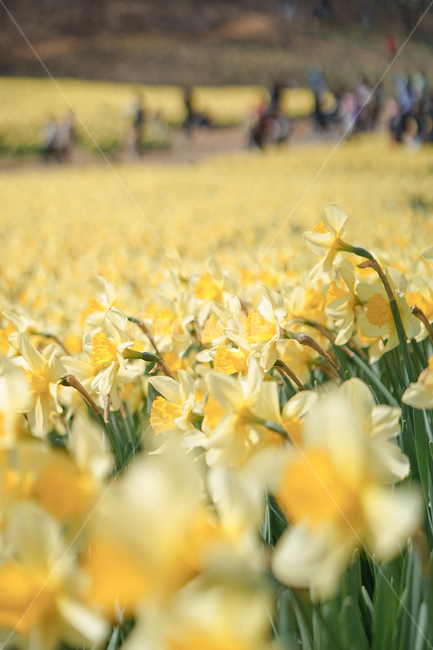 수선화,narcissus,노란,노랑색,옐로우,봄꽃,spring,노란물결,봄,계절,spring,season,plant,식물,flower,꽃,blossom