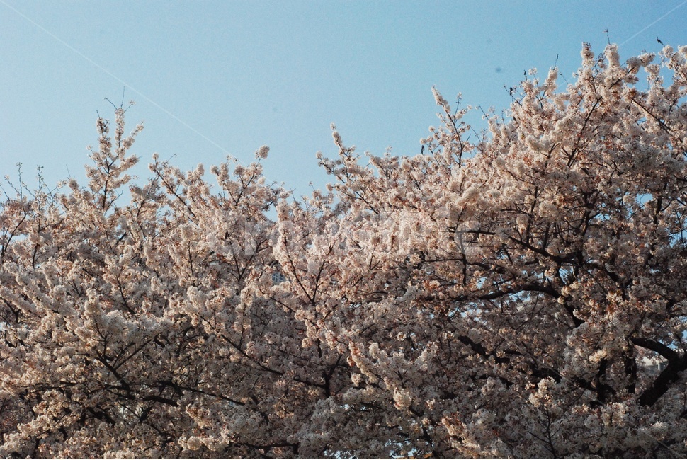봄,벚꽃,하늘,나무,꽃,자연,바람,분홍색