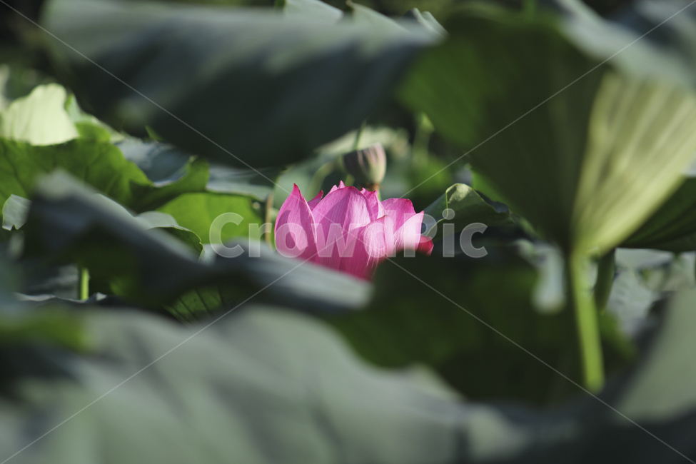 연꽃,수련,꽃,식물,연잎,꽃봉우리,꽃망울,lotus,blossom,flower,sprout,plant,green,pondlily,연못백합,부처님오신날
