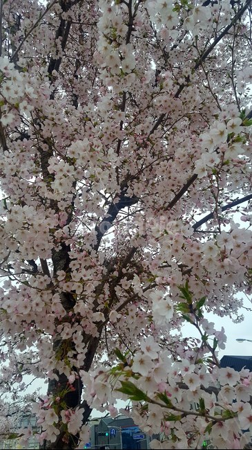 봄,벚꽃,나무,핑크,자연,야외,봄,계절,spring,season,식물,자연,plants,nature,꽃,flower,plant,blossom,cherry blossom