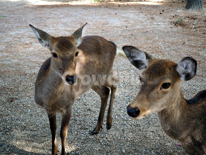 사슴,동물,포유류,deer,animal,동물,animal,포유류,mammal