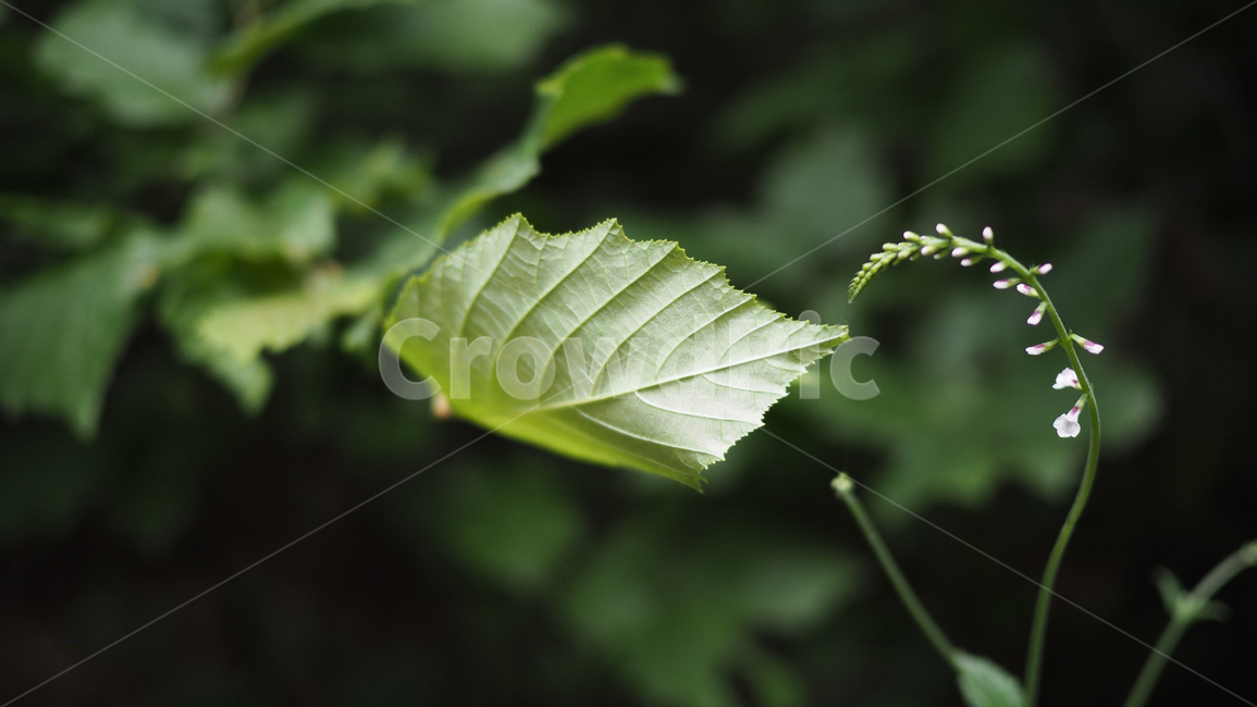 식물,그린,낙옆,나뭇잎,green