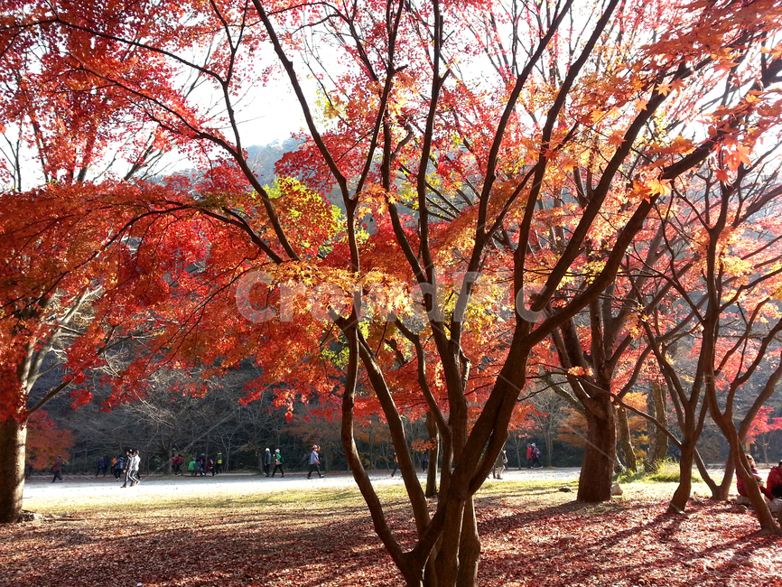 단풍,가을,낙엽,햇살,나무,Koreafallfoliage,가을,계절,fall,autumn,season,tree,plant,식물,maple