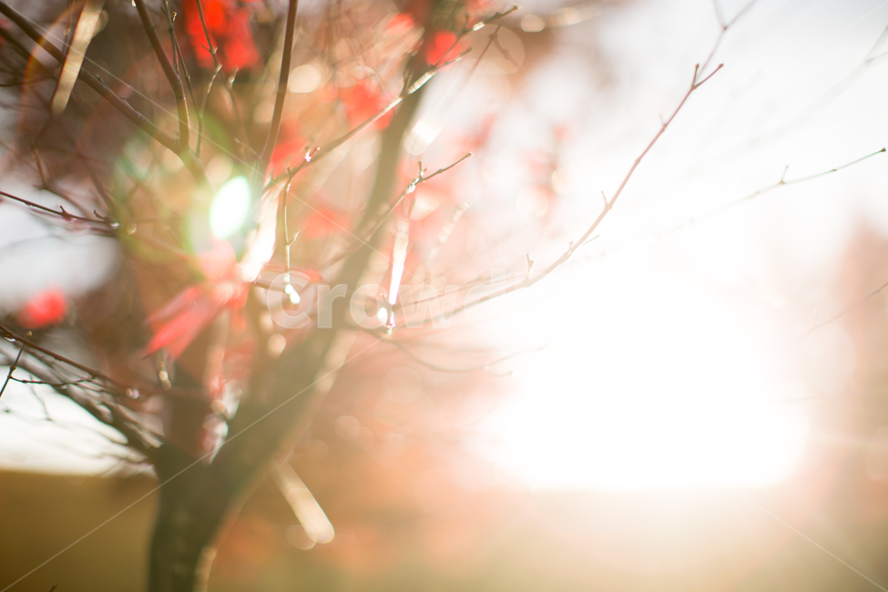 가을,가을색,빛,빛번짐,단풍,붉은색,노을,빛내림,하늘,flare,플레어,light