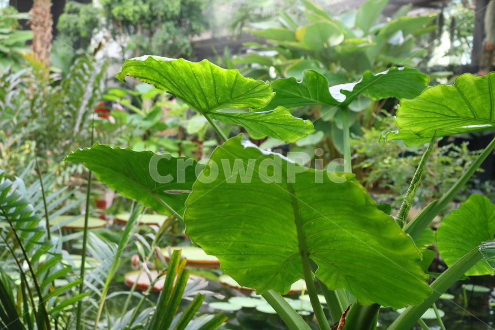 Cheonnam and,nature,vegetable,Botanical garden,Seoul Botanical Garden,Toryeon,Nancy Revenge,plant,Lets go,tropical plants,taro