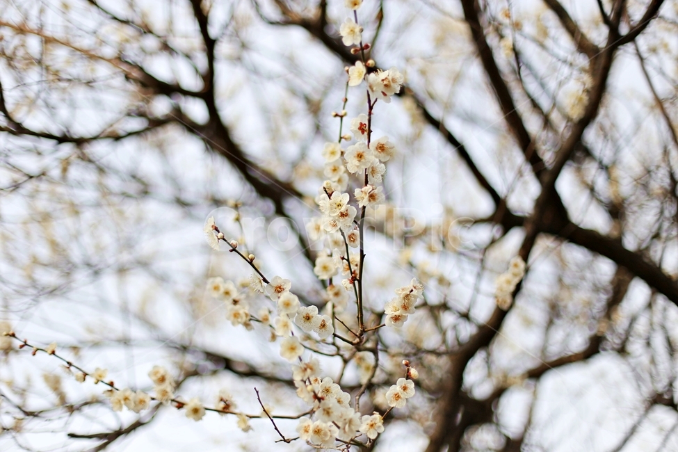하동,경남하동,매화마을,매화축제,매화꽃,매화,꽃,flower,hadong,봄,계절,spring,season,식물,자연,plants,nature,꽃,flower,plant