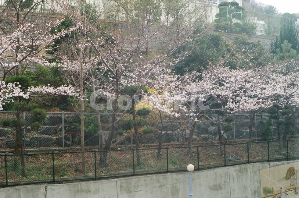 벚꽃,벚꽃필때,필름,필름카메라,봄,시작,감성,봄,계절,spring,season,자연,풍경,nature,landscape,plant,식물