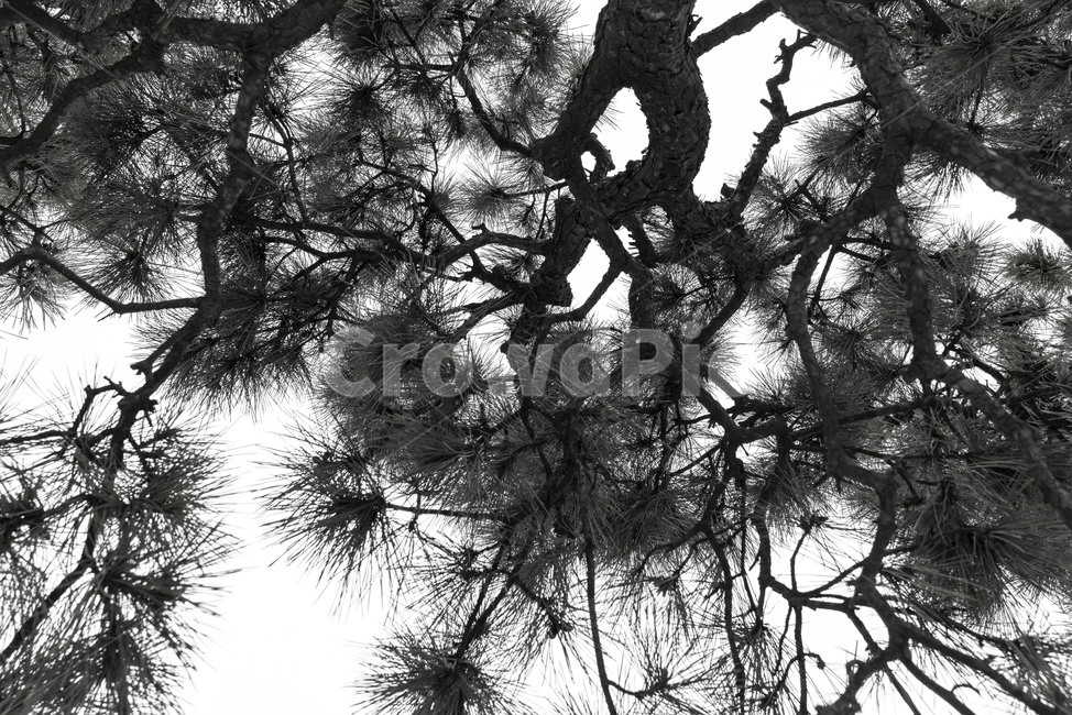 소나무,나무,흑백,monochrome,한국의미,솔잎,모노크롬,tree,나뭇가지,식물,자연,plants,nature,나무,trees,wood,흑백,모노톤,monochrome,black and white